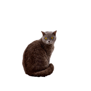 A British Shorthair Cat Sits In The Snow, Showcasing Its Thick Fur And Bright Eyes. 19377 - Cat PNG image with transparent background